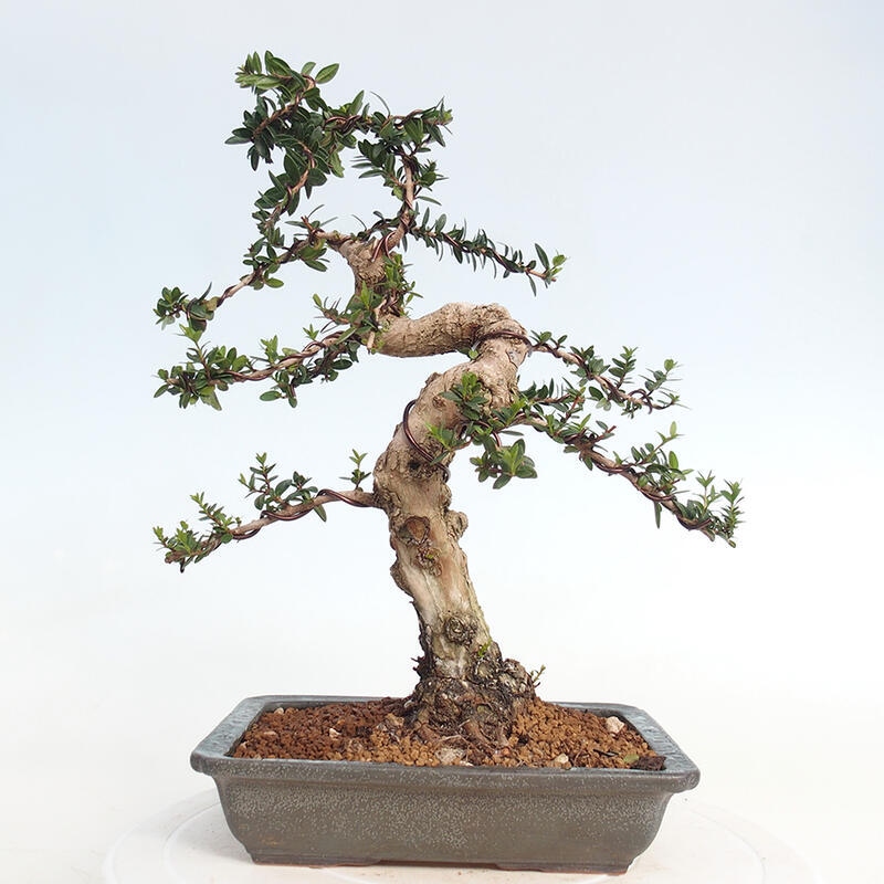 Kamerbonsai - Myrtus communis - Mirte