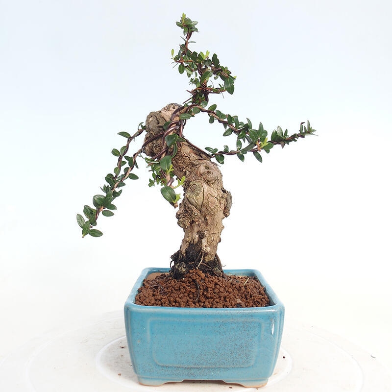 Kamerbonsai - Myrtus communis - Mirte