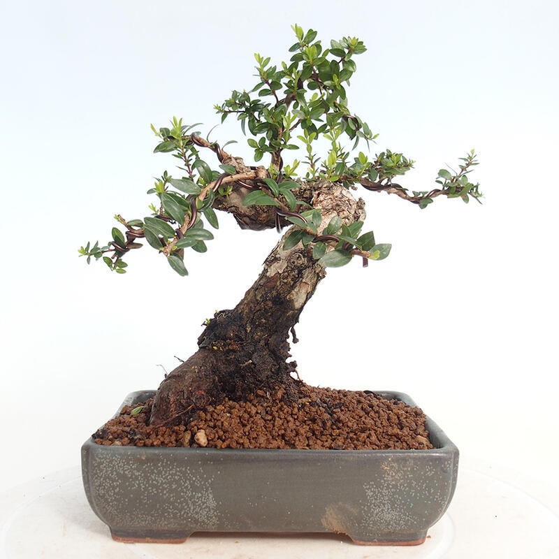 Kamerbonsai - Myrtus communis - Mirte