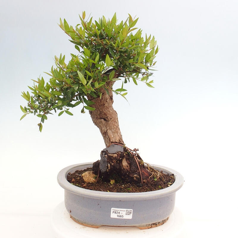 Kamerbonsai - Myrtus communis - Mirte
