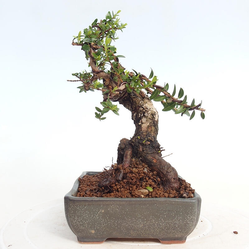 Kamerbonsai - Myrtus communis - Mirte