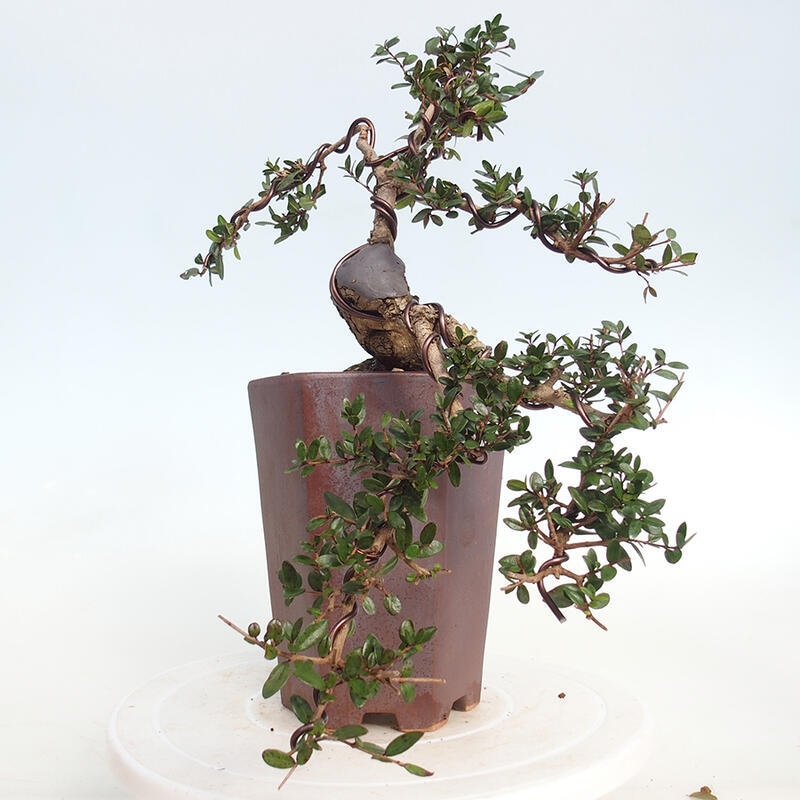 Kamerbonsai - Myrtus communis - Mirte