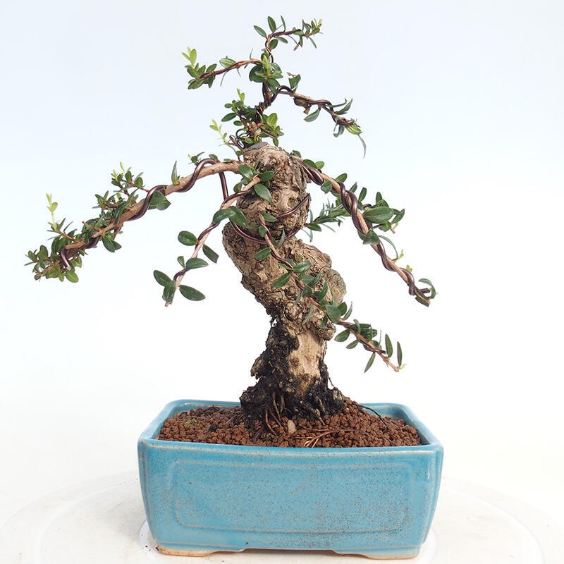 Kamerbonsai - Myrtus communis - Mirte