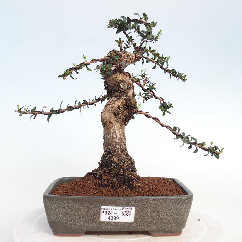 Kamerbonsai - Myrtus communis - Mirte