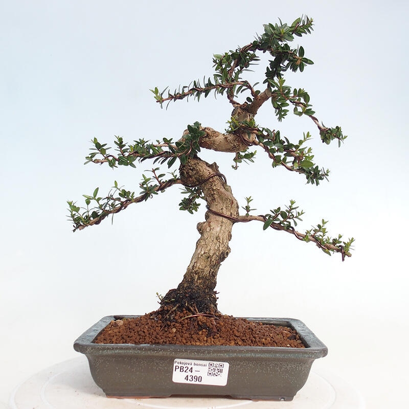Kamerbonsai - Myrtus communis - Mirte