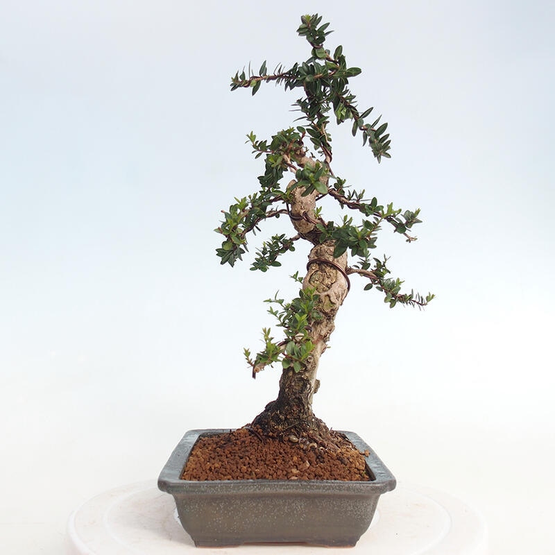 Kamerbonsai - Myrtus communis - Mirte