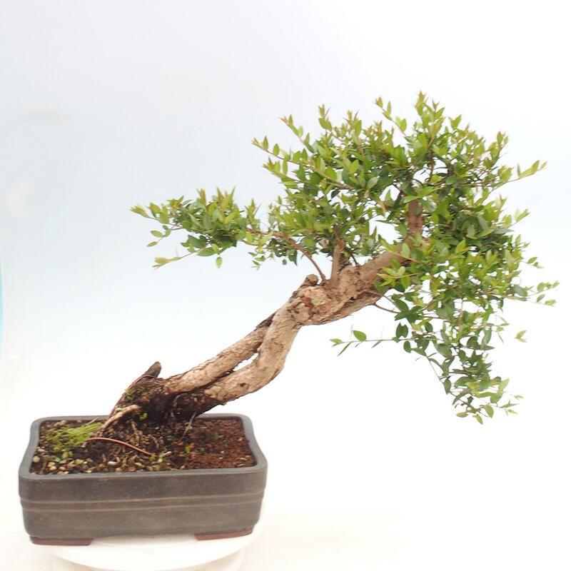 Kamerbonsai - Myrtus communis - Mirte
