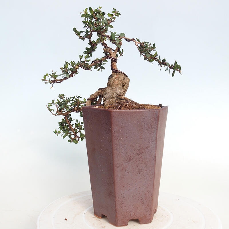Kamerbonsai - Myrtus communis - Mirte