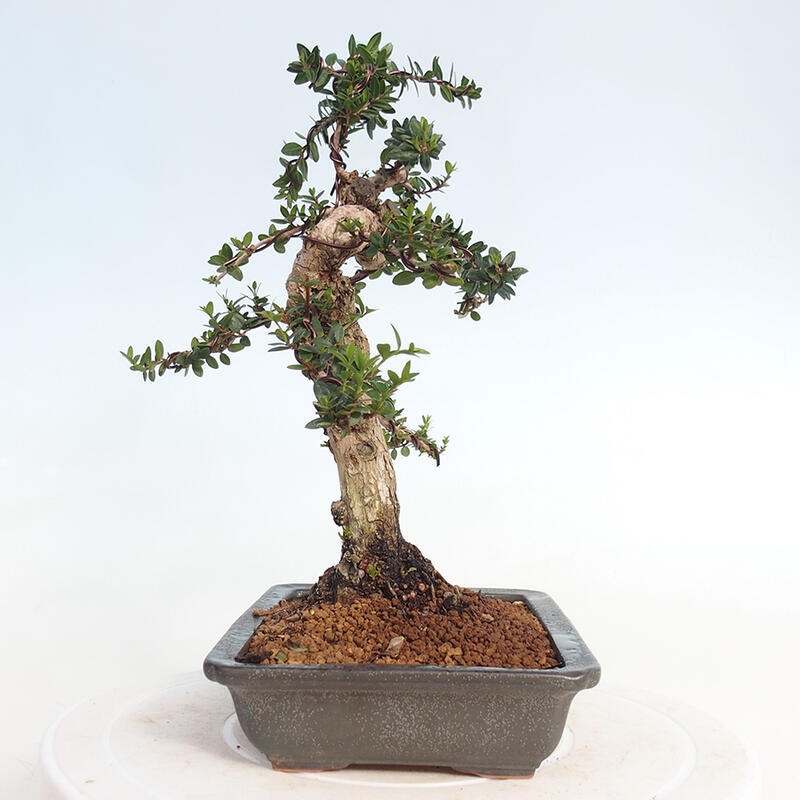 Kamerbonsai - Myrtus communis - Mirte