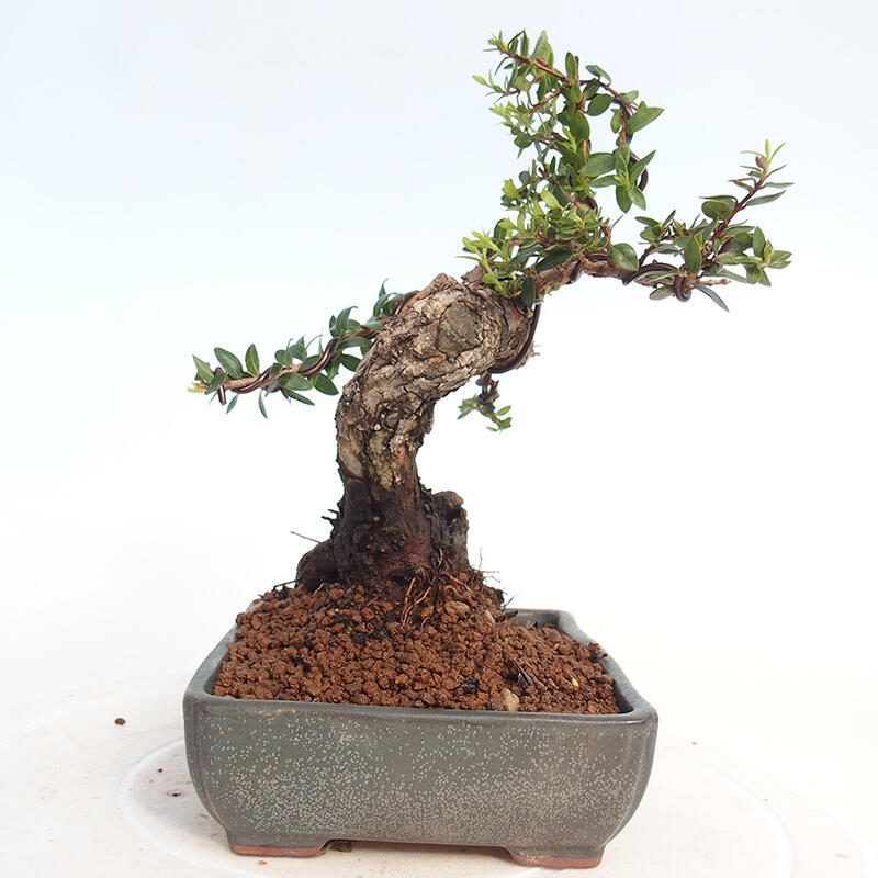 Kamerbonsai - Myrtus communis - Mirte