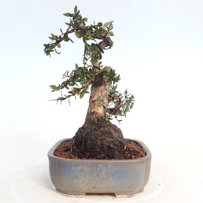 Kamerbonsai - Myrtus communis - Mirte