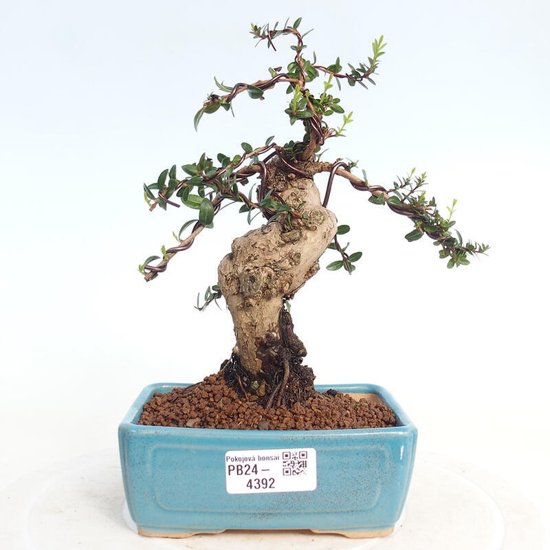 Kamerbonsai - Myrtus communis - Mirte