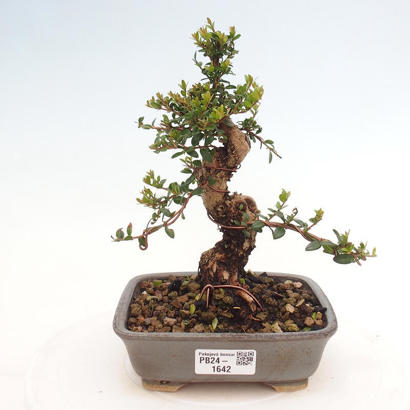 Kamerbonsai - Myrtus communis - Mirte