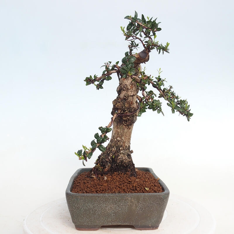 Kamerbonsai - Myrtus communis - Mirte