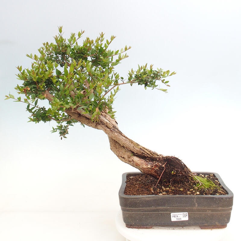Kamerbonsai - Myrtus communis - Mirte