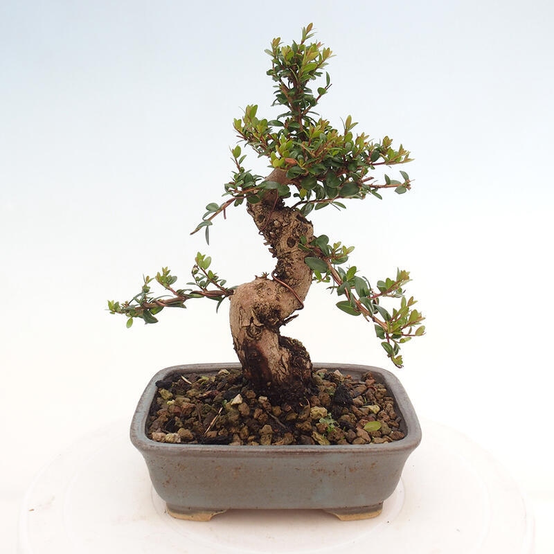 Kamerbonsai - Myrtus communis - Mirte