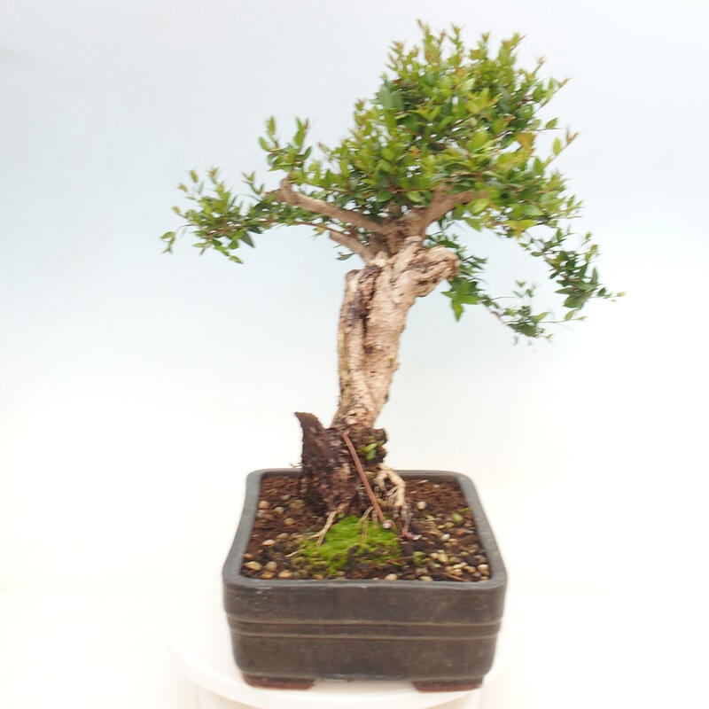 Kamerbonsai - Myrtus communis - Mirte