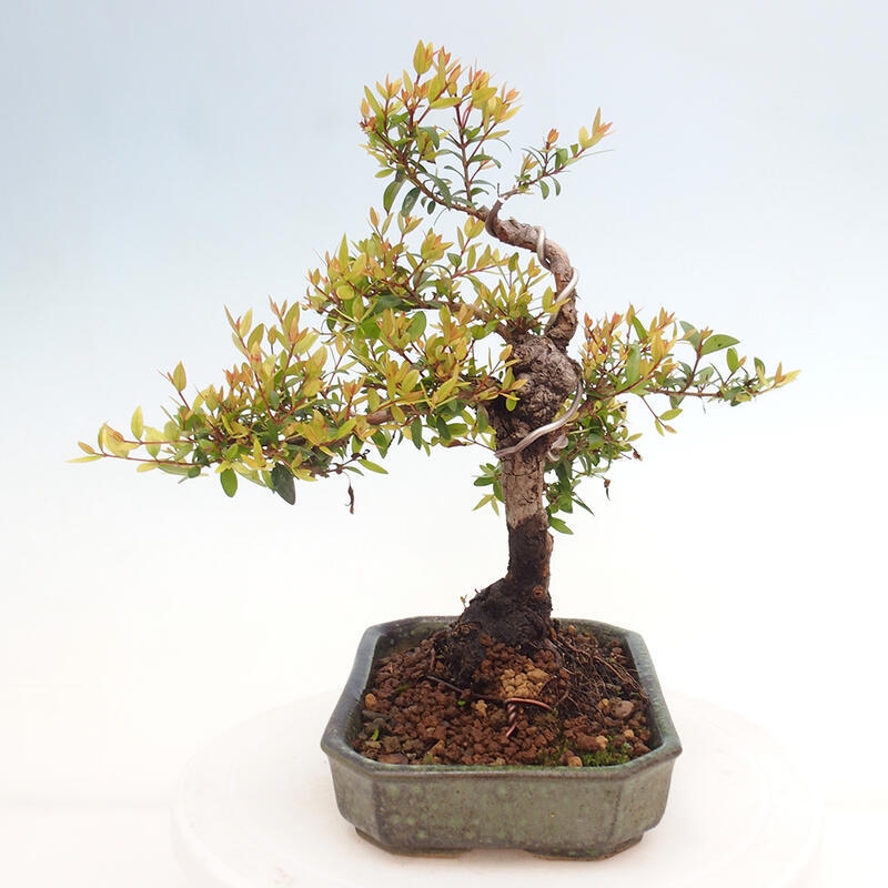 Kamerbonsai - Myrtus communis - Mirte
