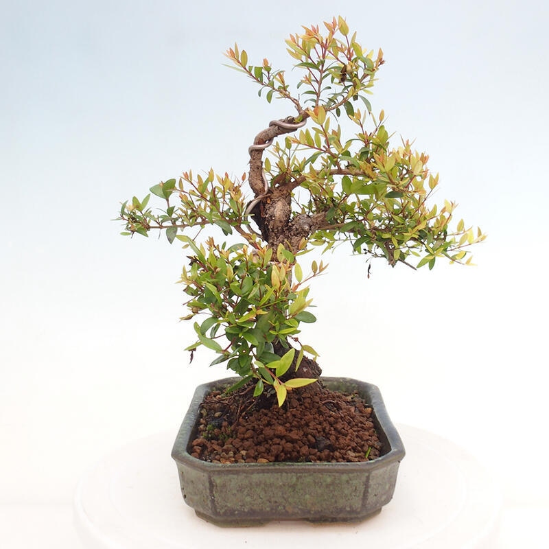 Kamerbonsai - Myrtus communis - Mirte