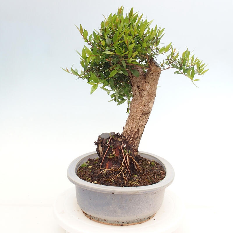 Kamerbonsai - Myrtus communis - Mirte