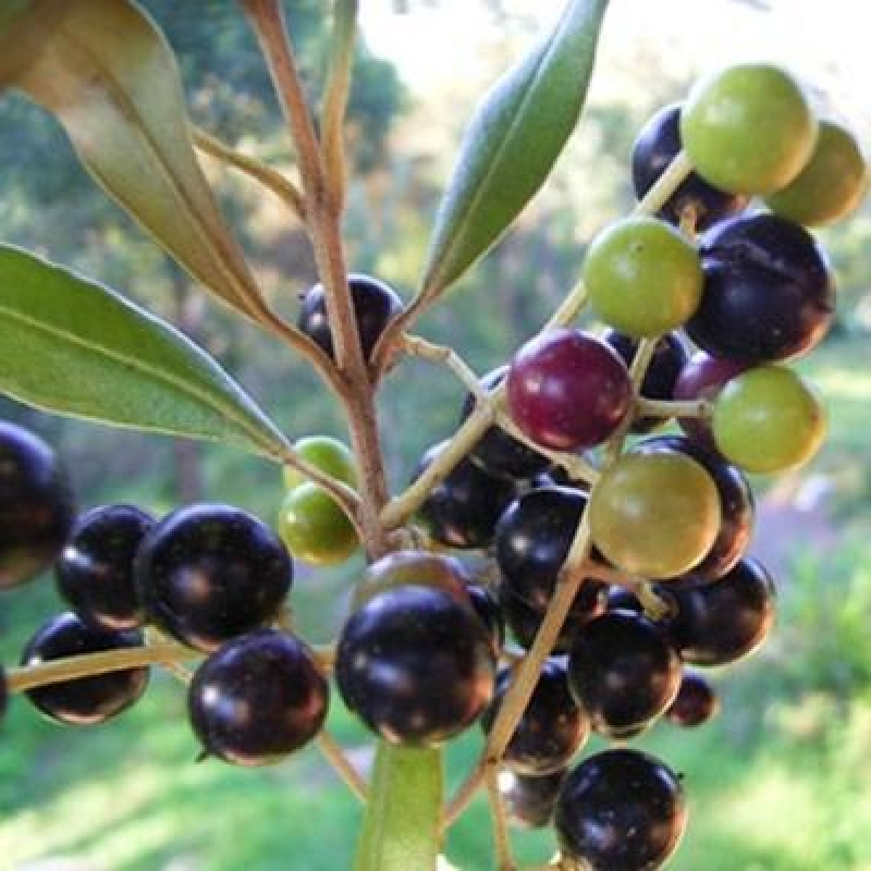 Bonsai voor binnen - Olea europaea sylvestris