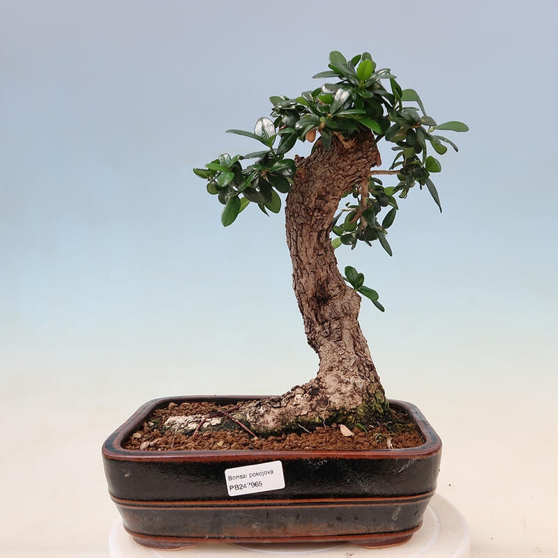 Bonsai voor binnen - Olea europaea sylvestris