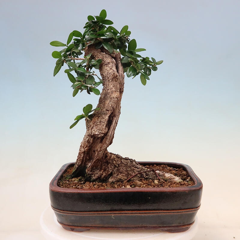Bonsai voor binnen - Olea europaea sylvestris