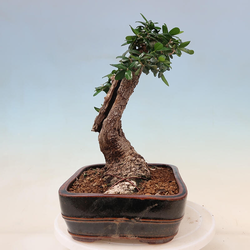 Bonsai voor binnen - Olea europaea sylvestris