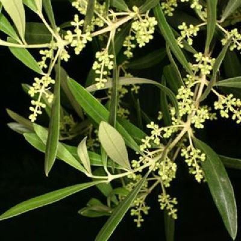 Bonsai voor binnen - Olea europaea sylvestris