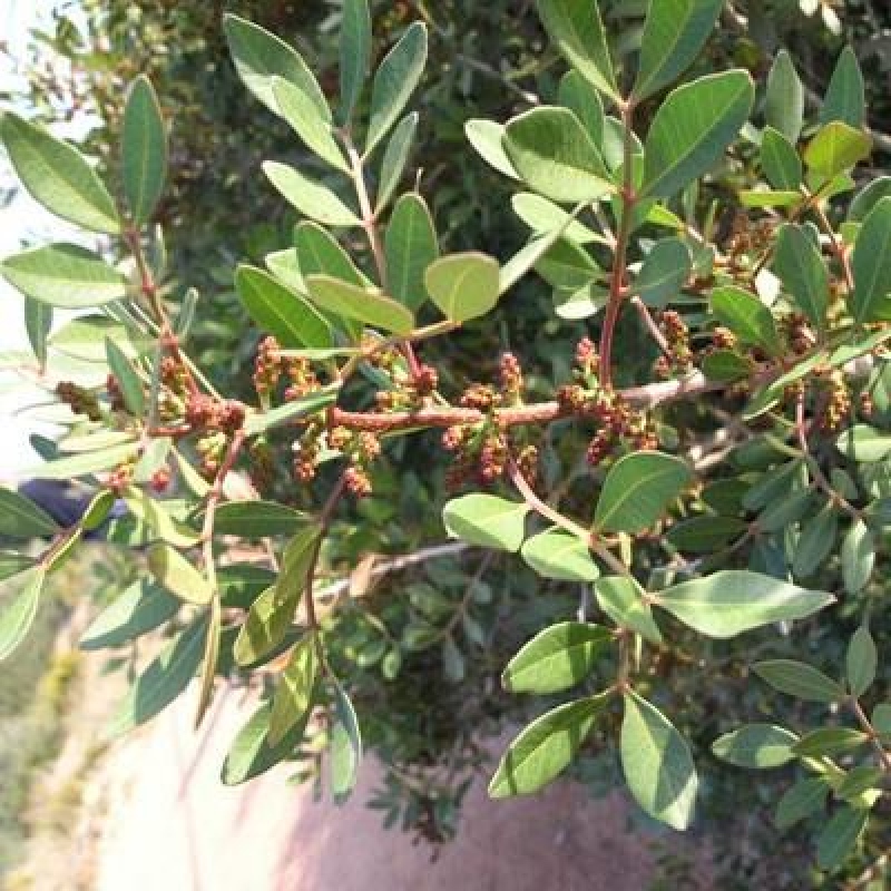 Kamerbonsai - Pistacia Lentiscus - Pistache