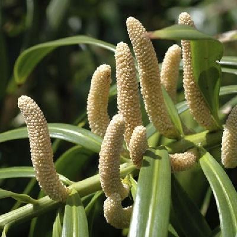 Kamerbonsai - Podocarpus - Taxus