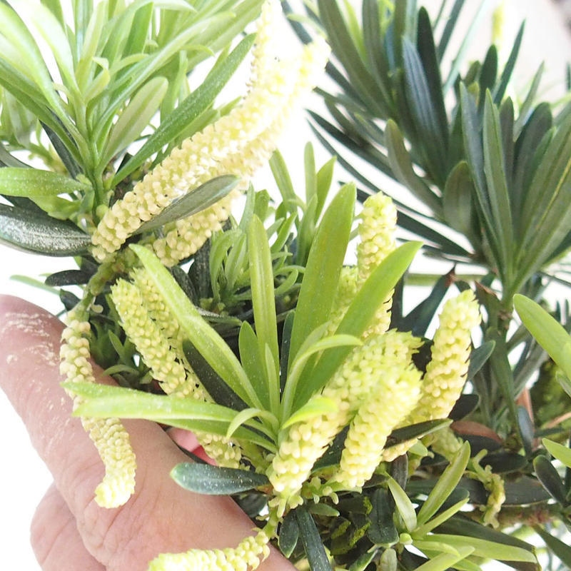Kamerbonsai - Podocarpus - Taxus