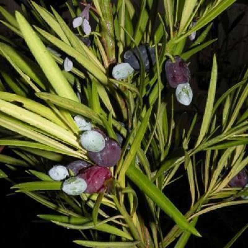 Kamerbonsai - Podocarpus - Taxus