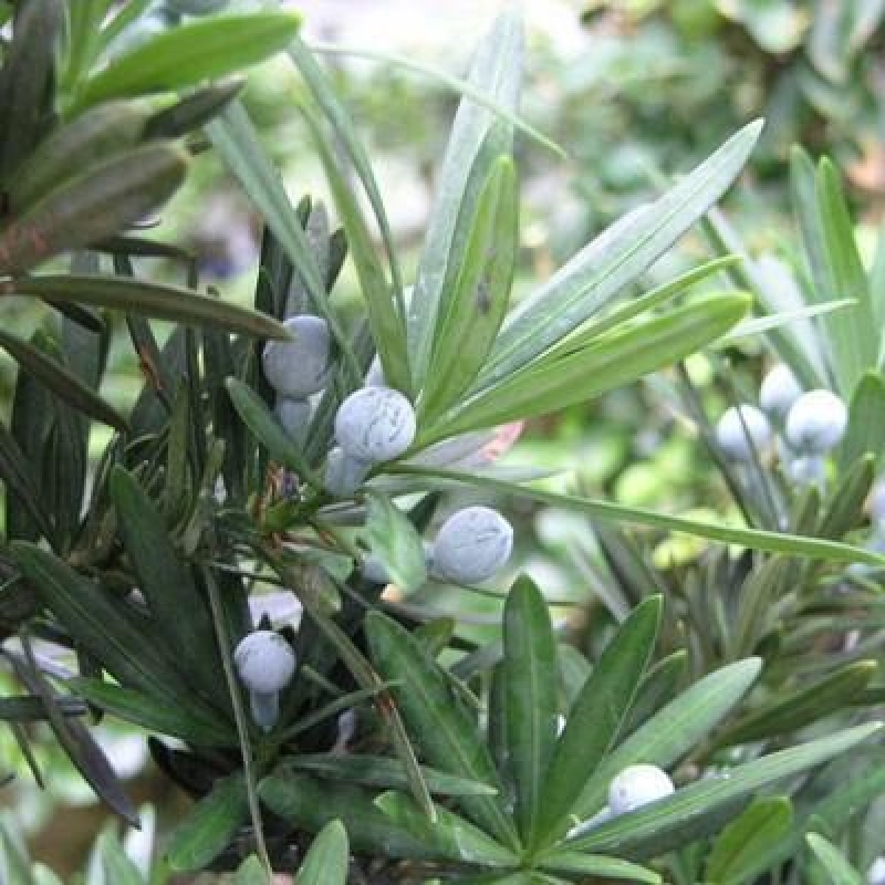 Kamerbonsai - Podocarpus - Taxus