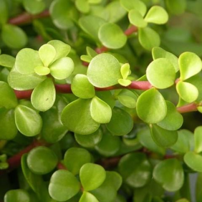 Kamerbonsai - Portulakaria Afra - Tlustice