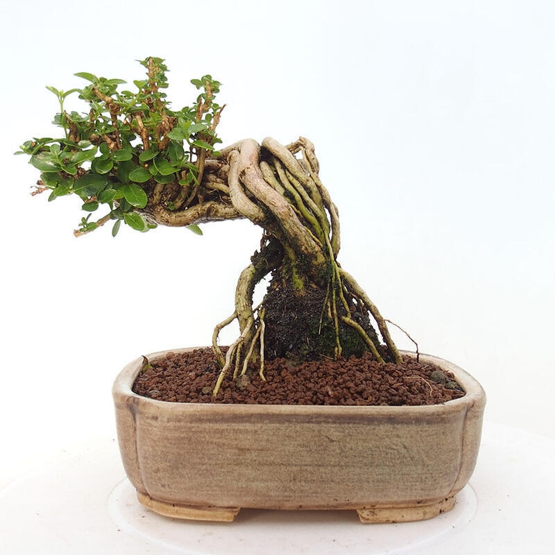 Bonsai voor binnen - Premna serratifolia - Kozlovna malolista