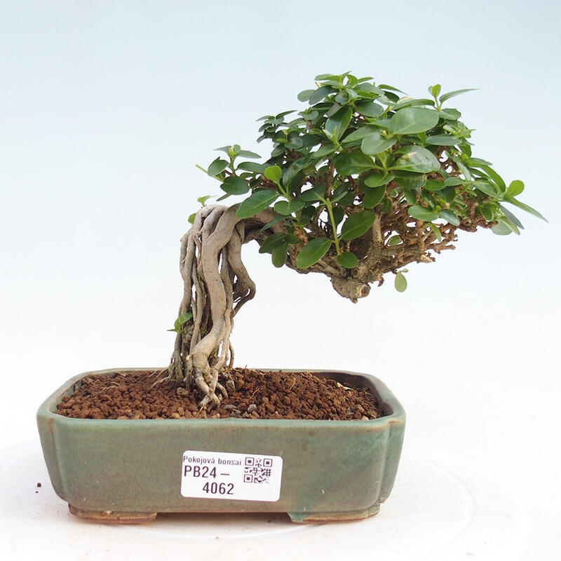 Bonsai voor binnen - Premna serratifolia - Kozlovna malolista