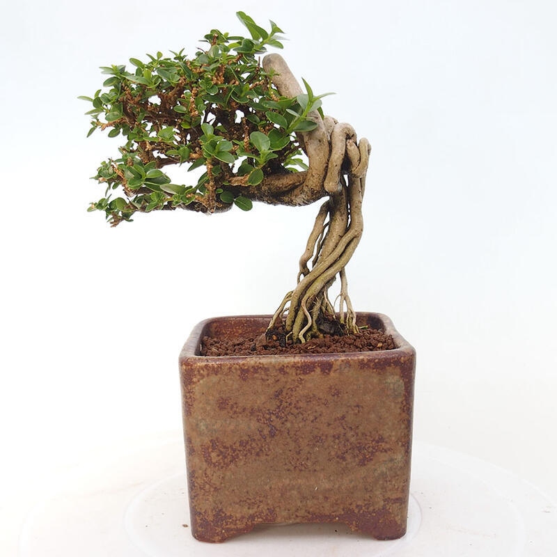 Bonsai voor binnen - Premna serratifolia - Kozlovna malolista