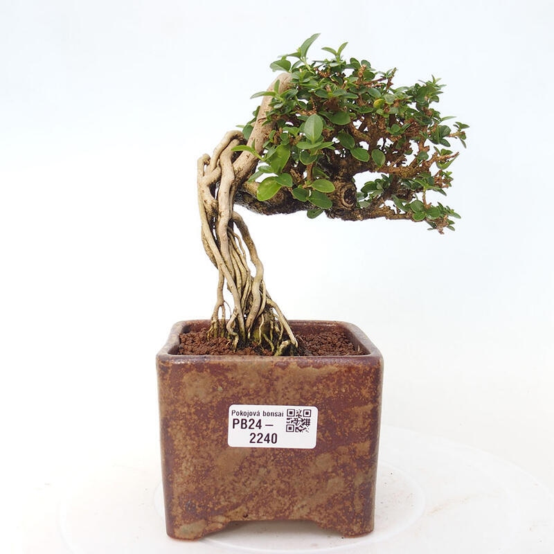 Bonsai voor binnen - Premna serratifolia - Kozlovna malolista