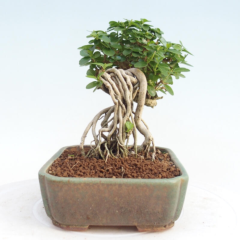 Bonsai voor binnen - Premna serratifolia - Kozlovna malolista