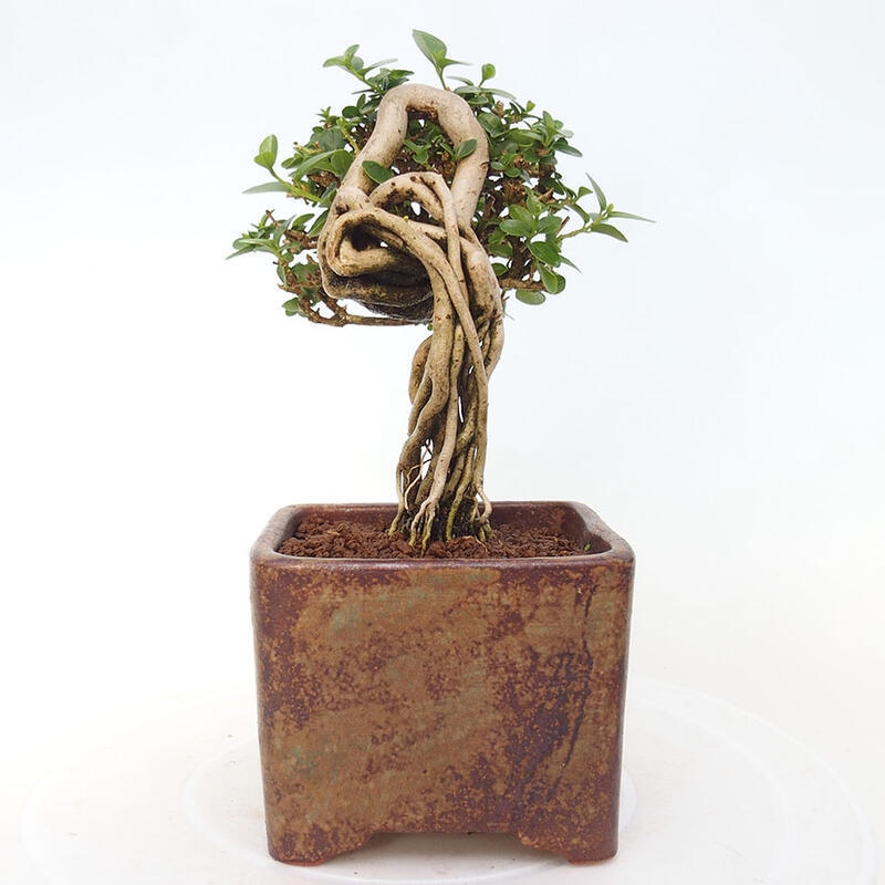 Bonsai voor binnen - Premna serratifolia - Kozlovna malolista