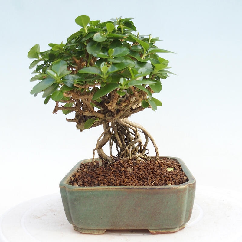 Bonsai voor binnen - Premna serratifolia - Kozlovna malolista