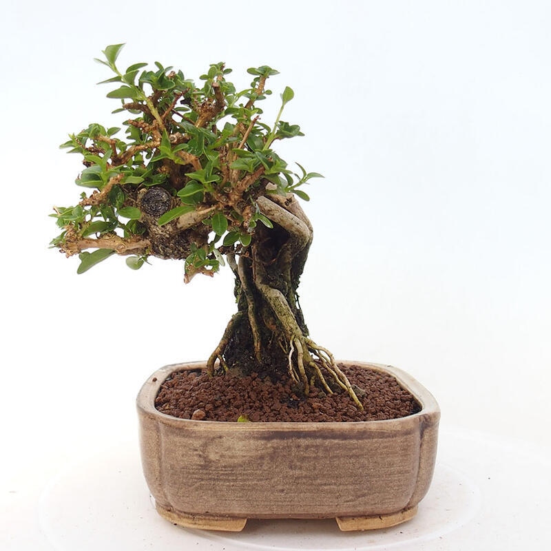 Bonsai voor binnen - Premna serratifolia - Kozlovna malolista