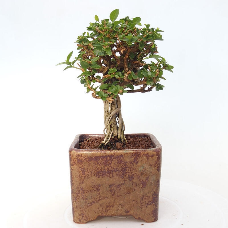 Bonsai voor binnen - Premna serratifolia - Kozlovna malolista
