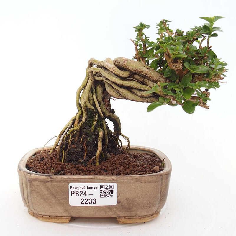 Bonsai voor binnen - Premna serratifolia - Kozlovna malolista
