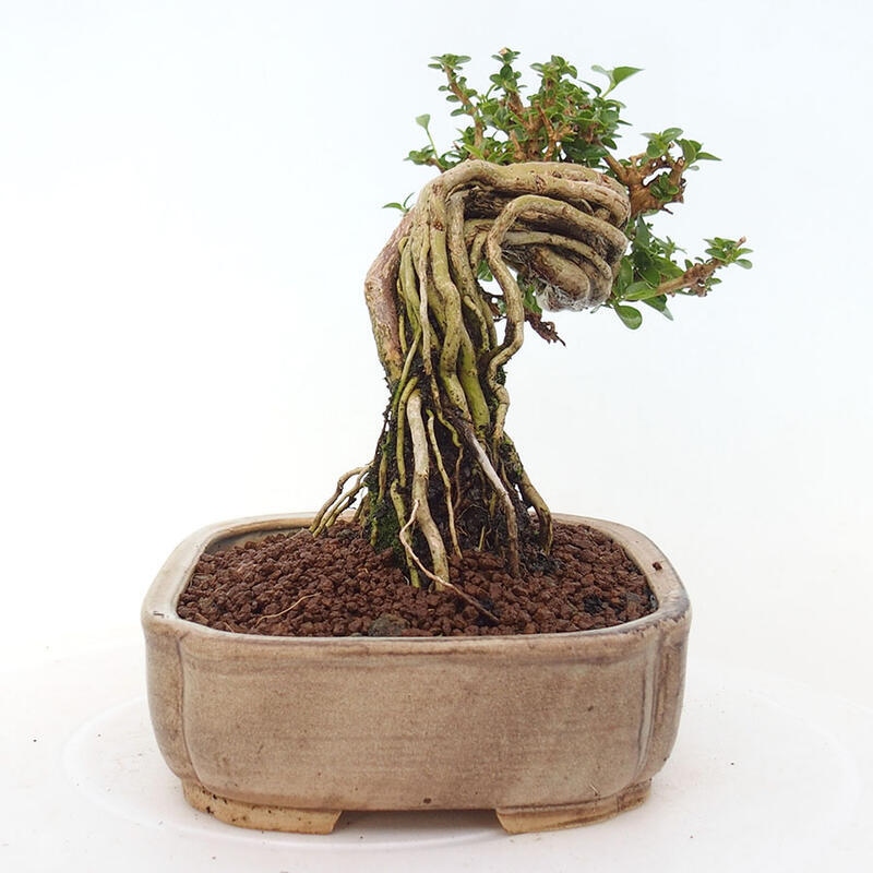 Bonsai voor binnen - Premna serratifolia - Kozlovna malolista