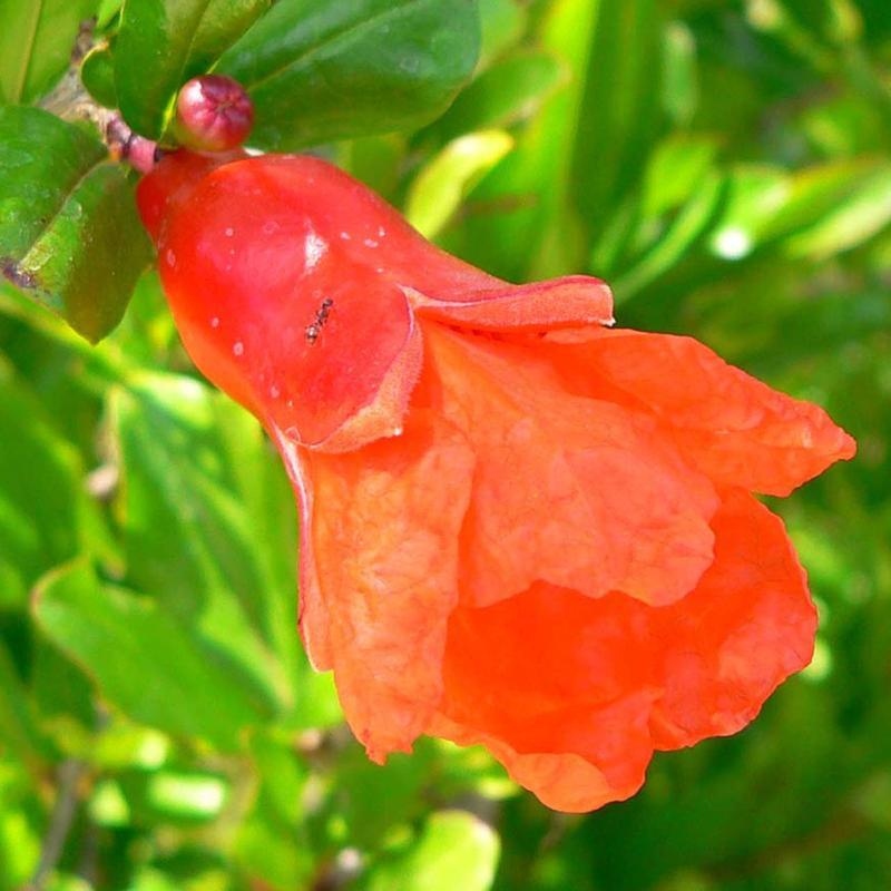 Kamerbonsai-PUNICA granatum nana-Granaatappel