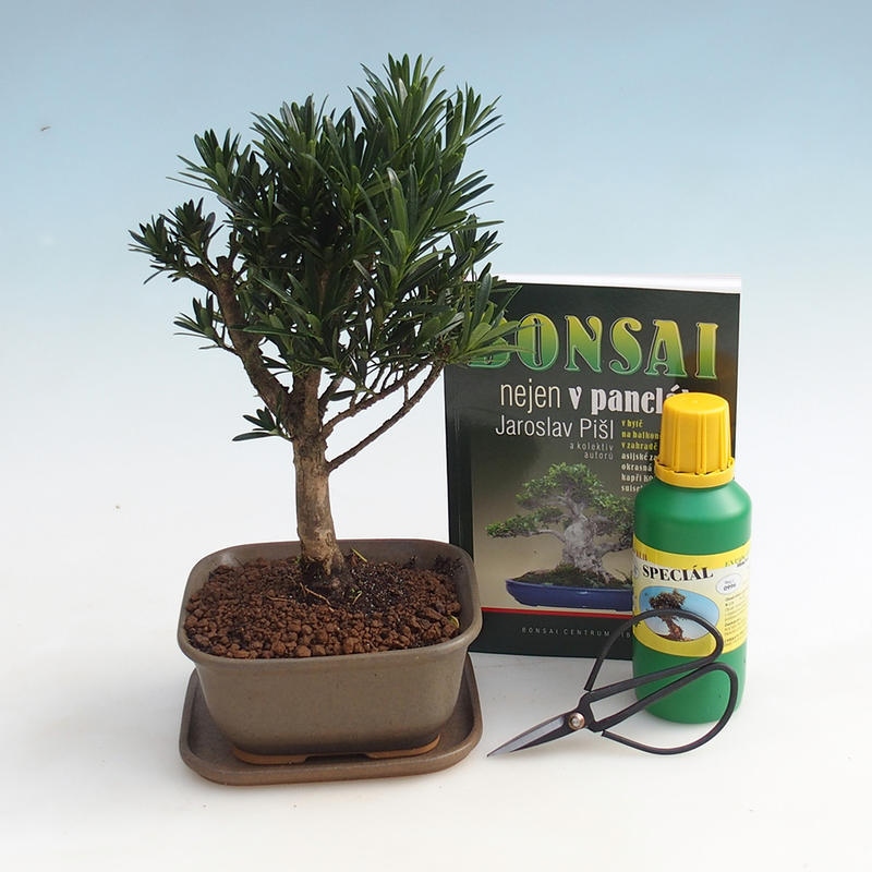 Kamer bonsai set