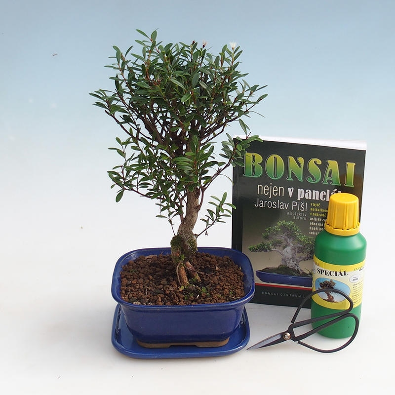 Kamer bonsai set