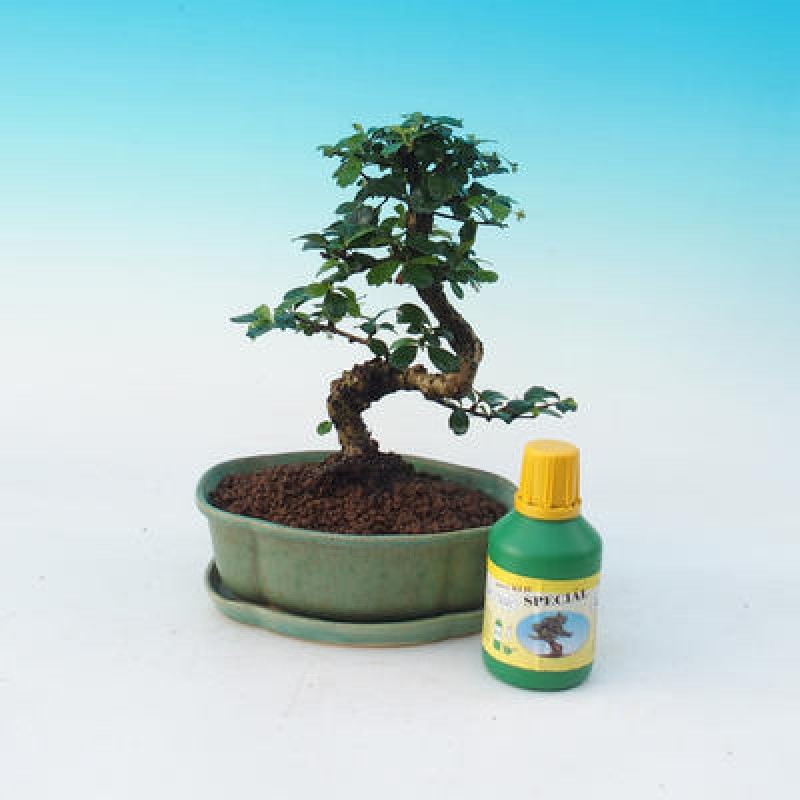 Kamer bonsai set